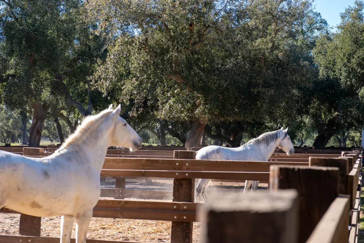 Lusitano horses in the estate paddocks